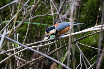 2023年9月16日(土) 弁当場の野鳥観察記録