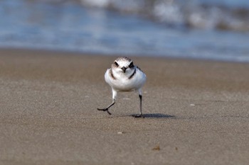 Kentish Plover 千里浜(石川県羽咋市) Sat, 9/16/2023