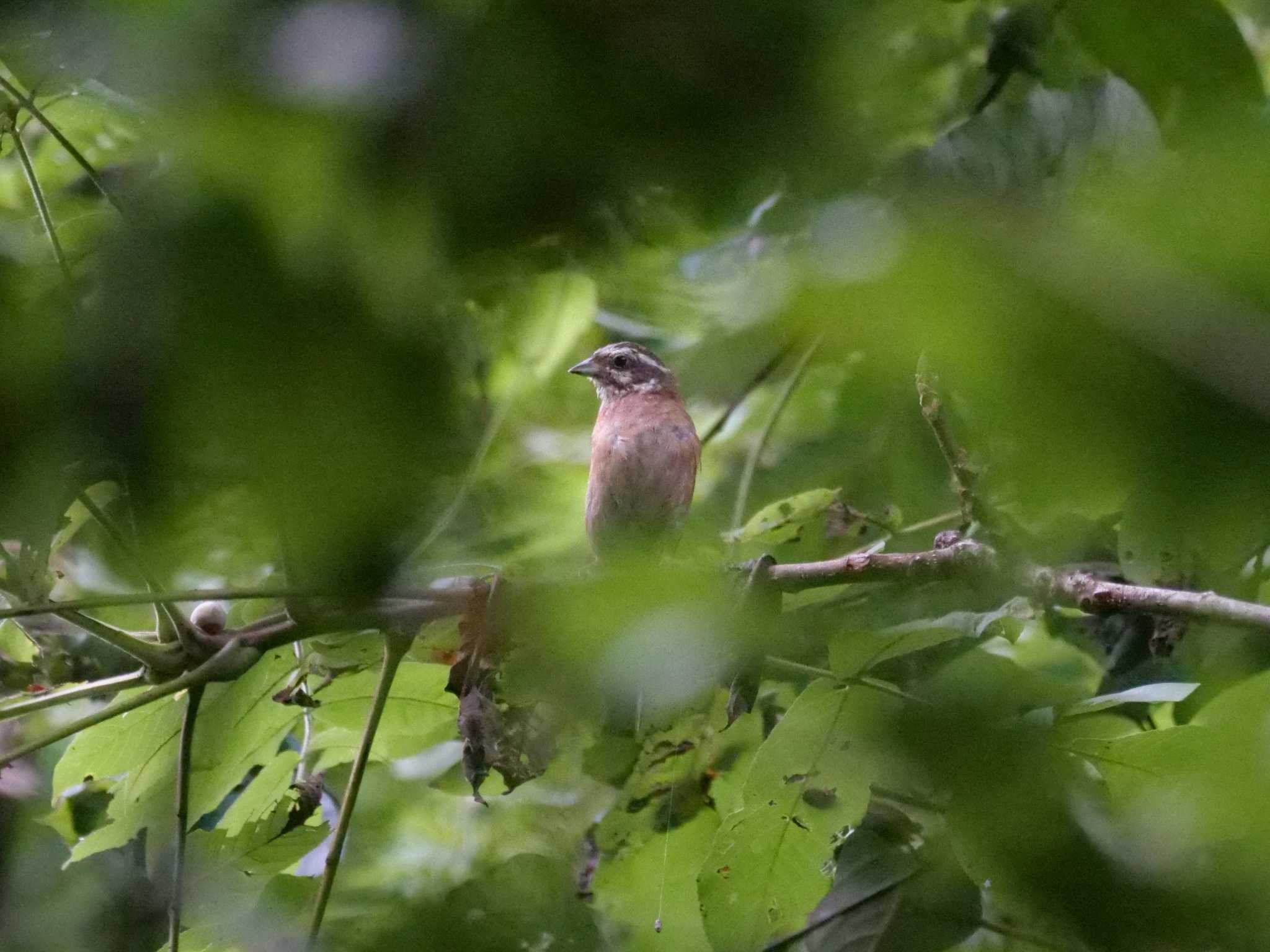 まわりを見渡していました、計画を立てているのでしょうか・・。 by little birds