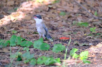 Azure-winged Magpie Ukima Park Sun, 9/10/2023