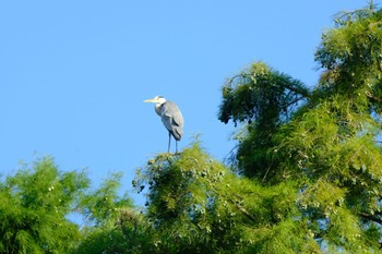 アオサギ 都立浮間公園 2023年9月10日(日)