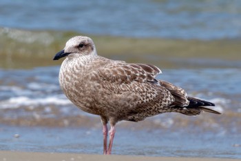 Vega Gull 千里浜(石川県羽咋市) Sat, 9/16/2023