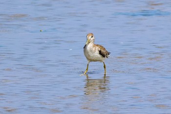 Nordmann's Greenshank 三重県 Mon, 9/18/2023