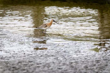 Black-tailed Godwit Isanuma Thu, 9/21/2023