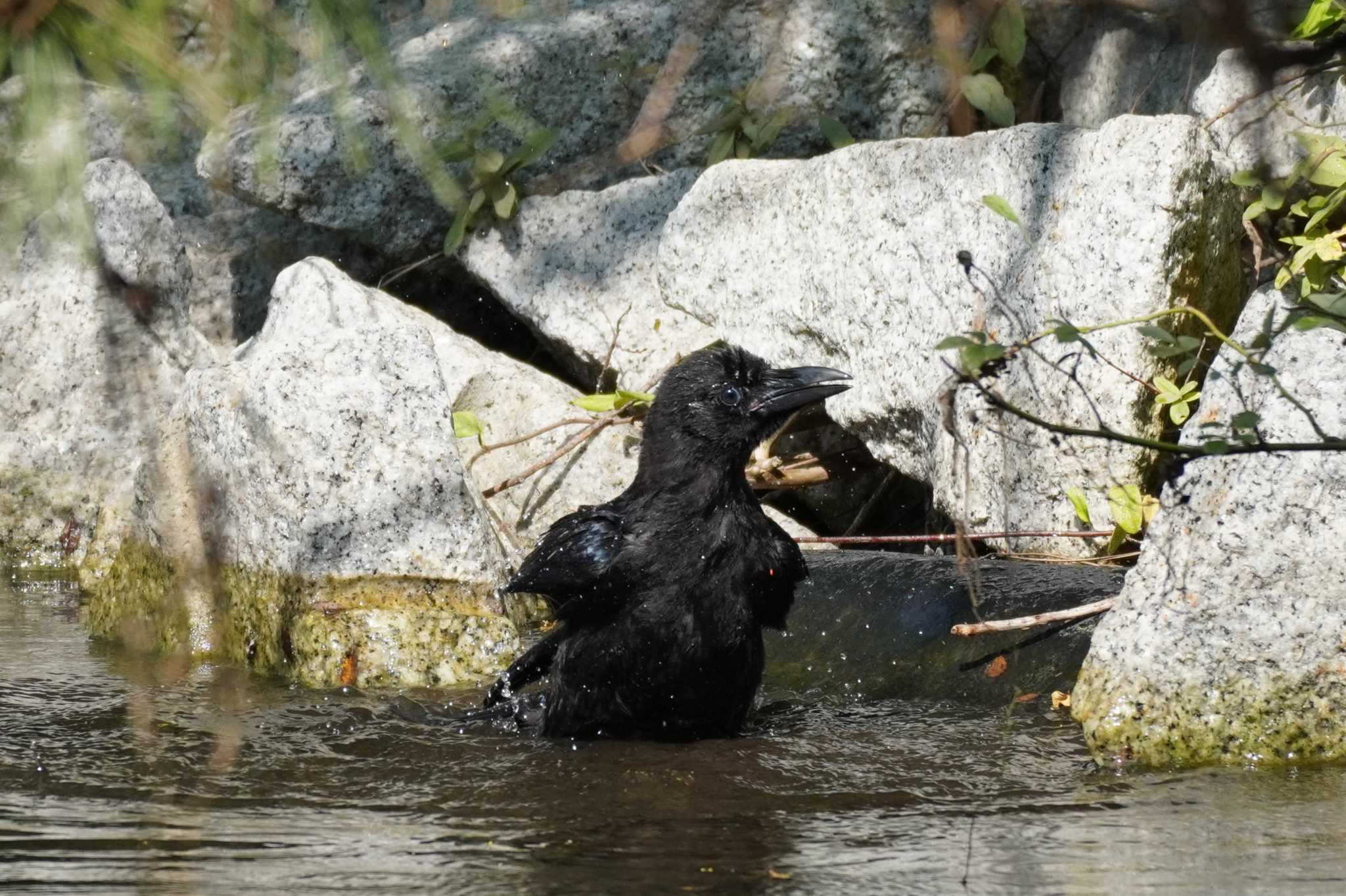 カラスの行水～