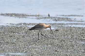 Black-tailed Godwit Isanuma Tue, 9/19/2023