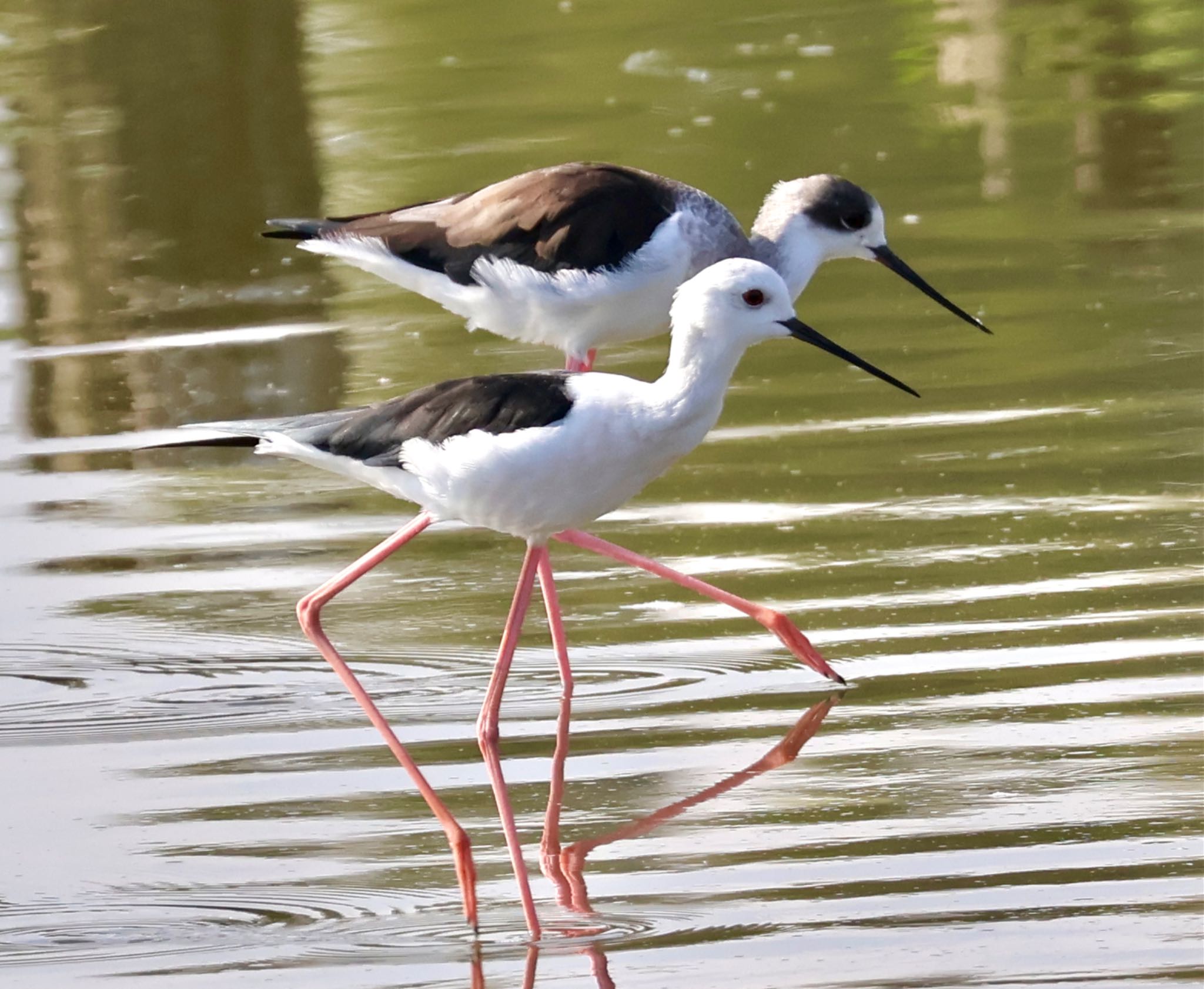 Black-winged Stilt