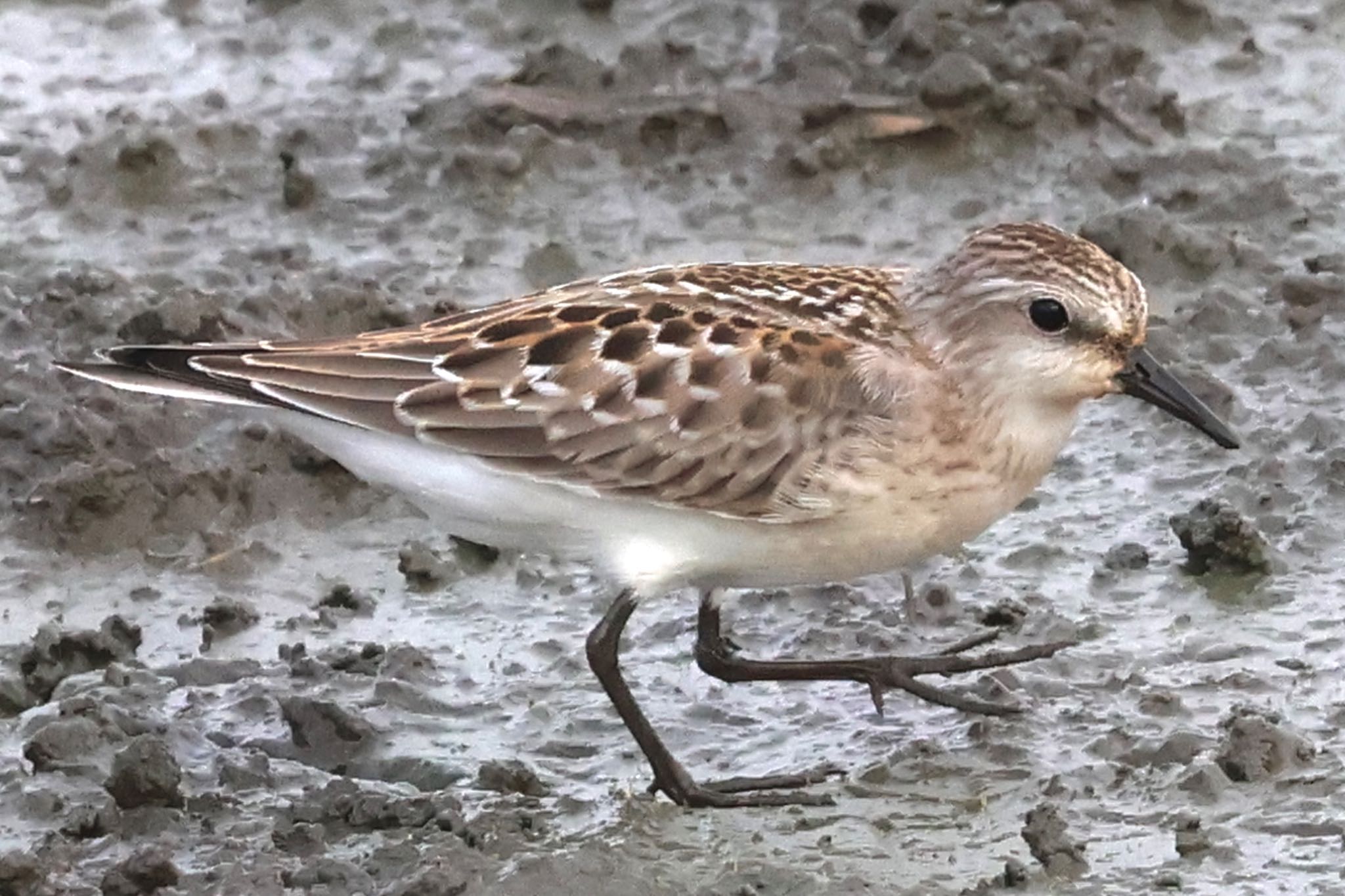 Red-necked Stint