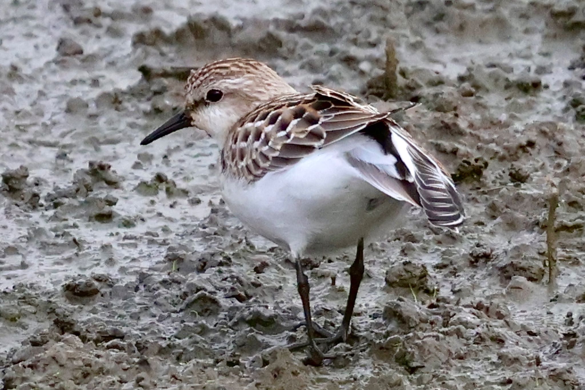 Red-necked Stint