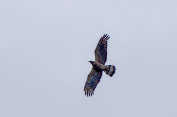 Crested Honey Buzzard Shirakaba-touge Tue, 9/19/2023