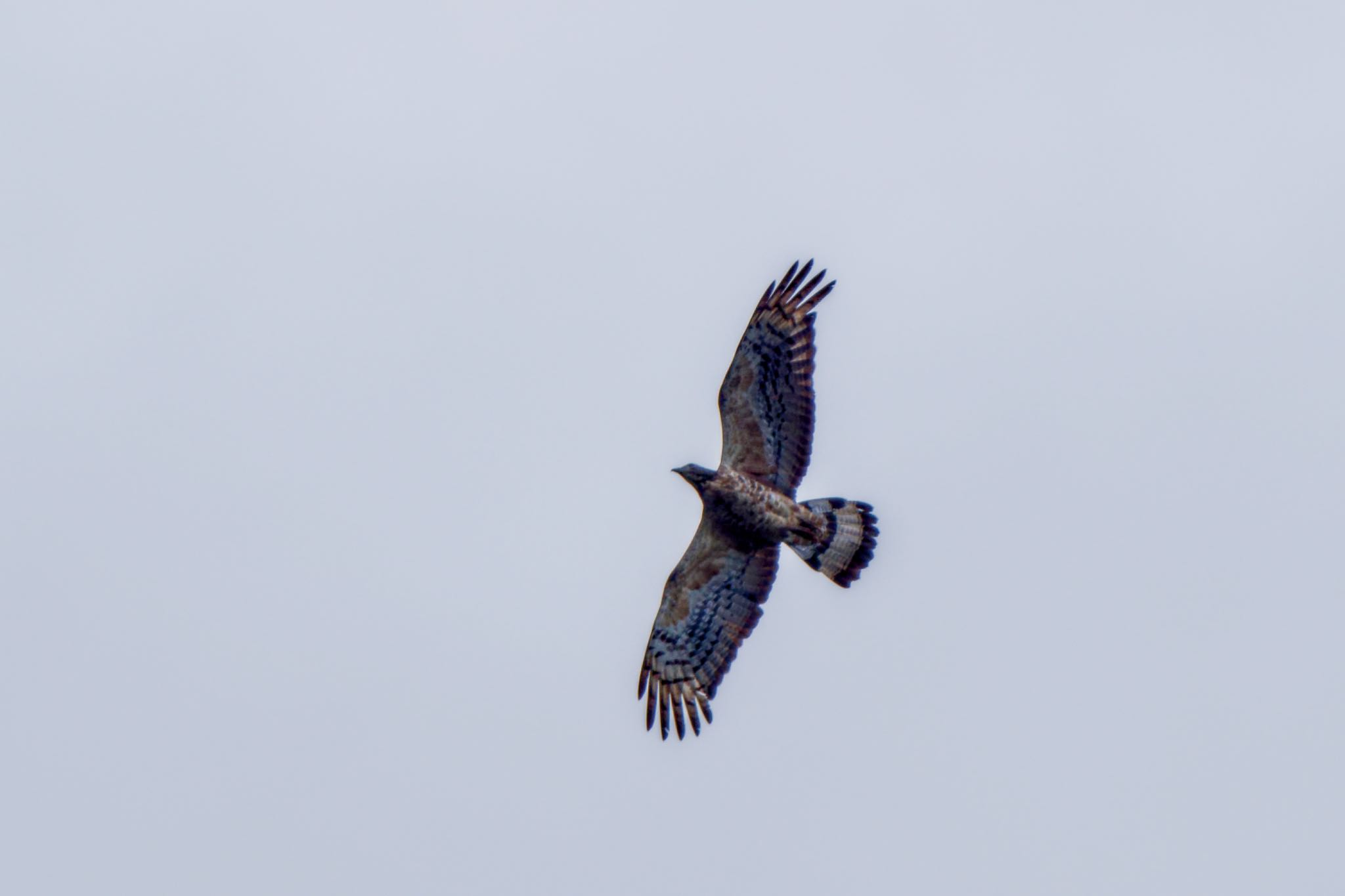 Photo of Crested Honey Buzzard at Shirakaba-touge by アポちん