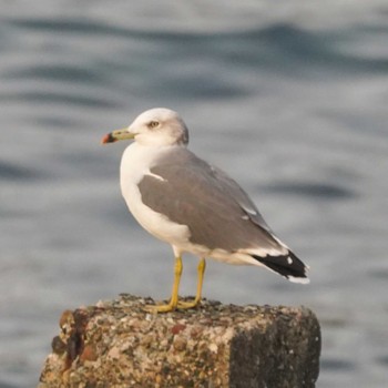 Black-tailed Gull 観音崎公園 Thu, 9/21/2023