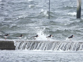 Eurasian Oystercatcher Sambanze Tideland Thu, 9/21/2023