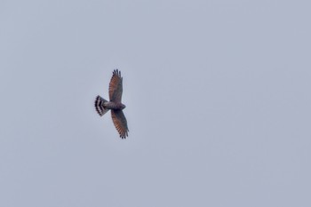 Grey-faced Buzzard Shirakaba-touge Tue, 9/19/2023