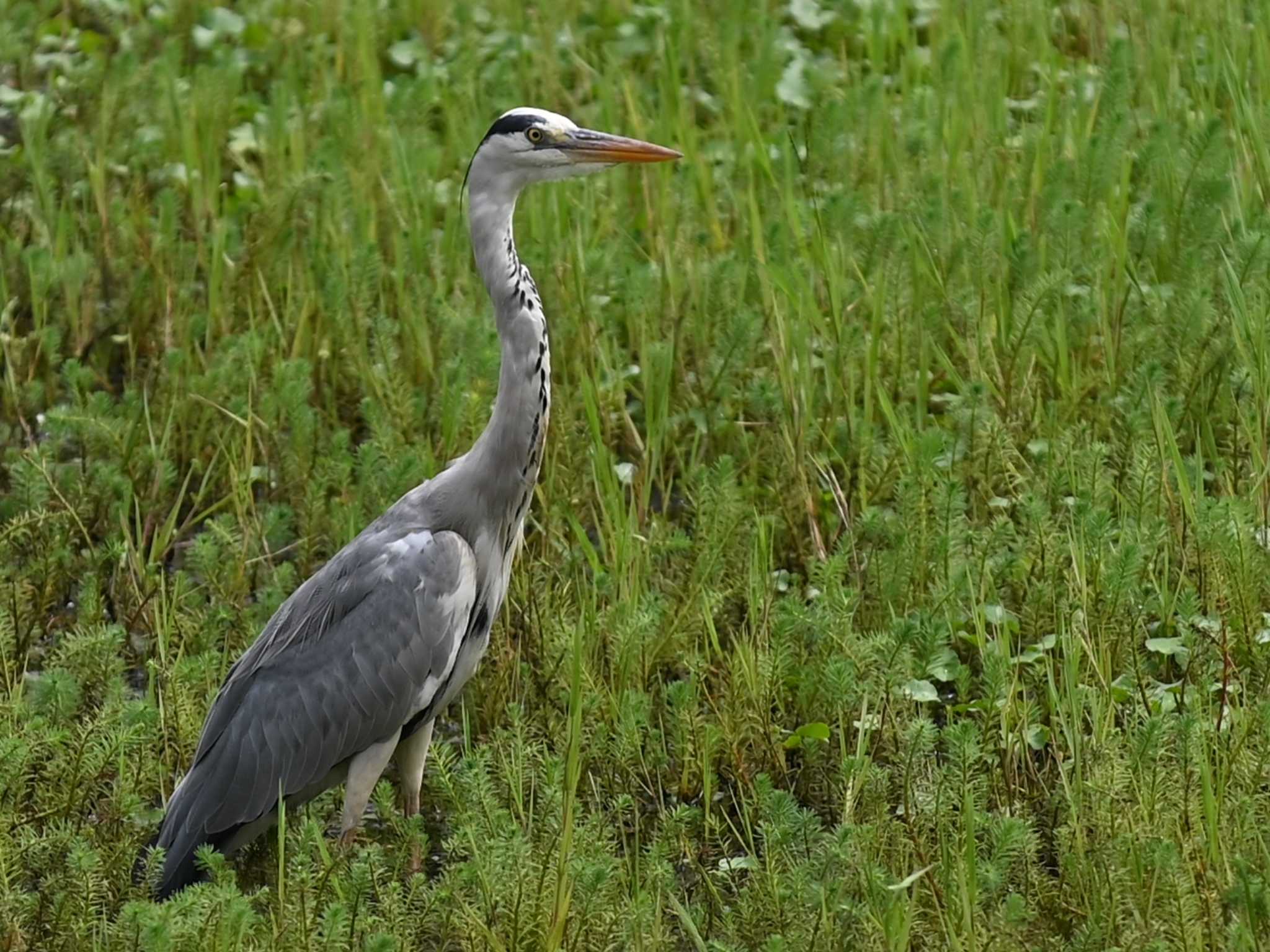 Photo of Grey Heron at 立田山 by jo6ehm