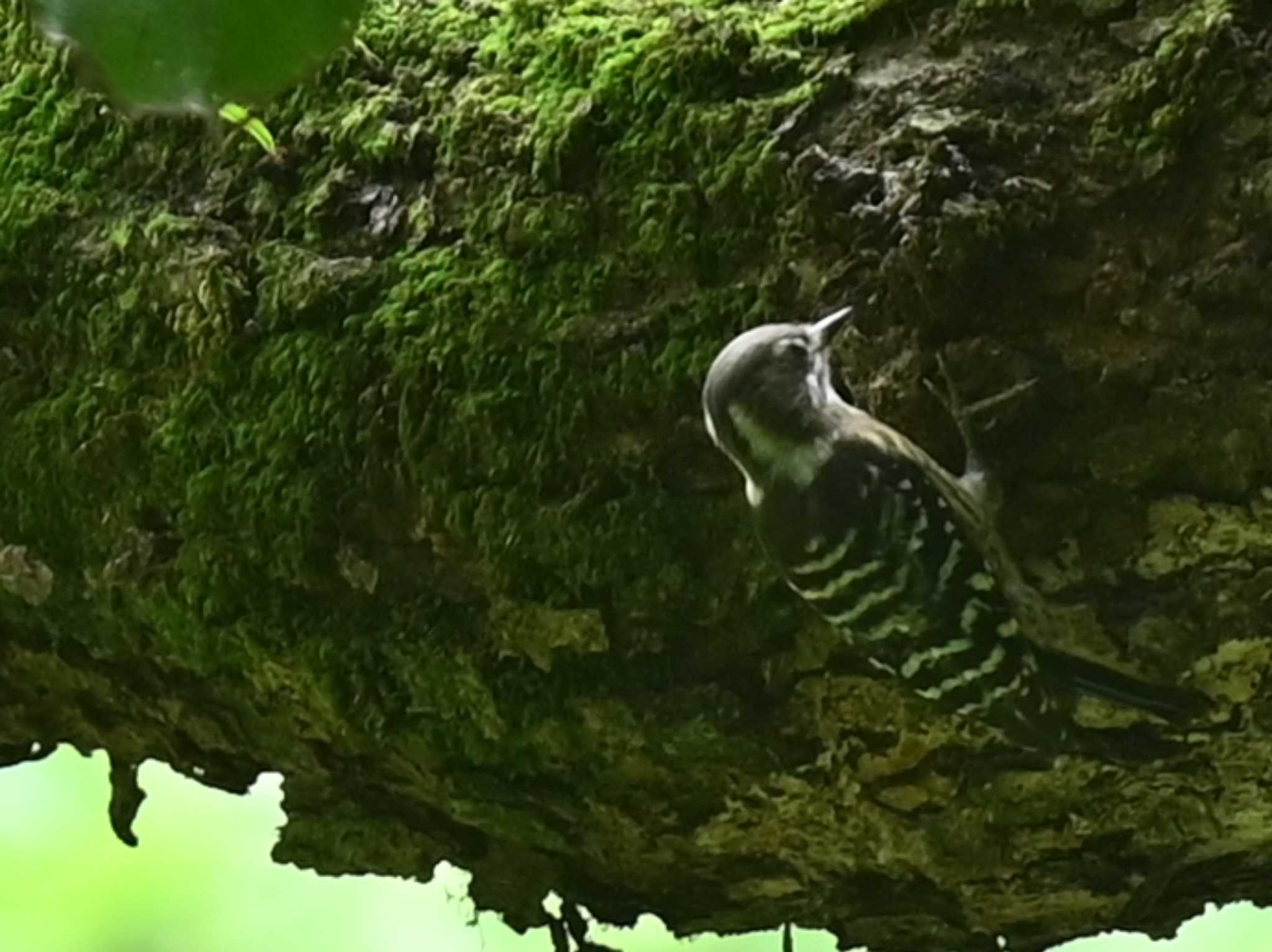 Japanese Pygmy Woodpecker