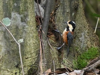 2023年9月22日(金) 立田山の野鳥観察記録