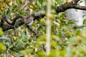 Asian Brown Flycatcher Shirakaba-touge Tue, 9/19/2023