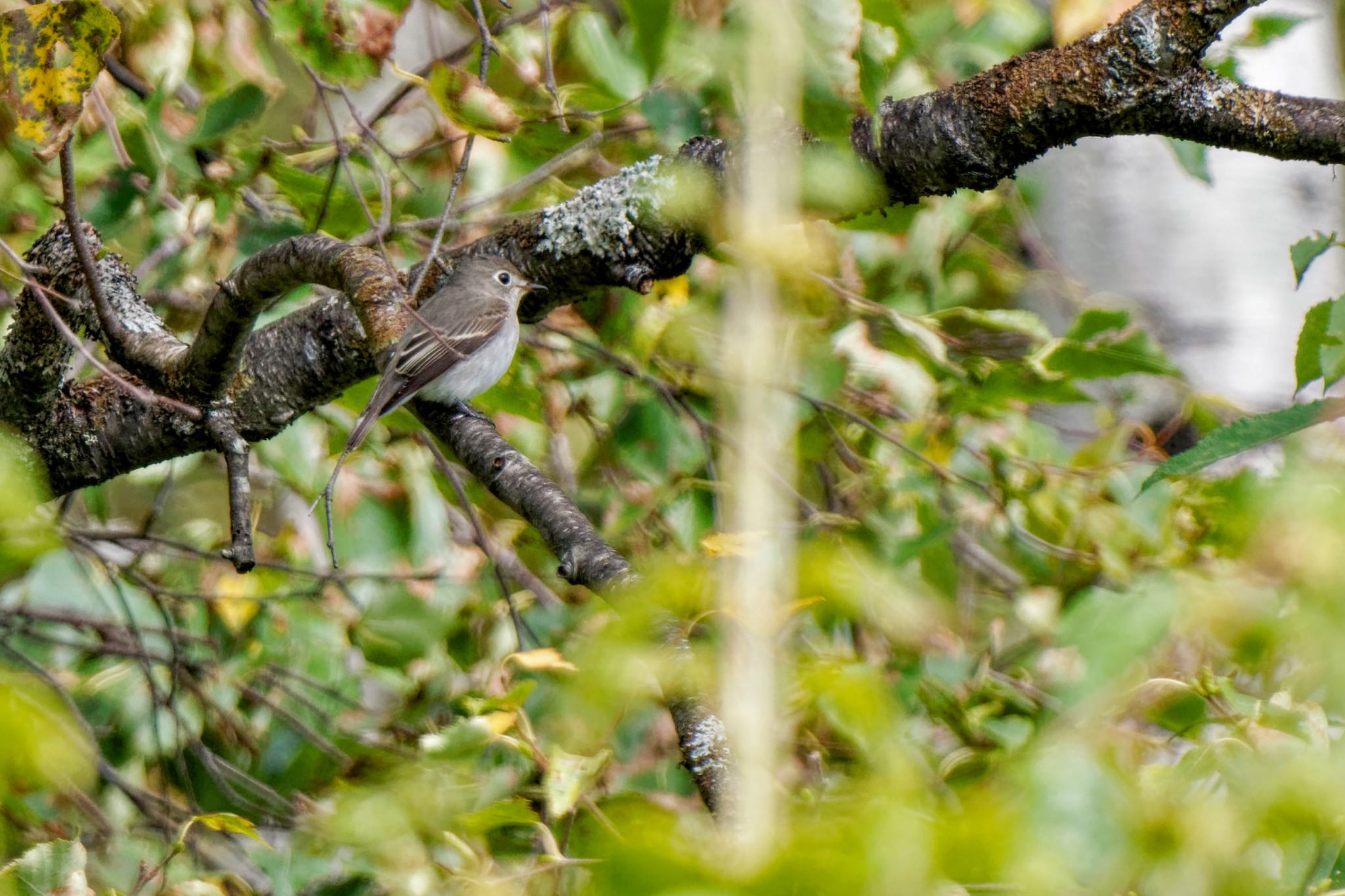 Photo of Asian Brown Flycatcher at Shirakaba-touge by アポちん