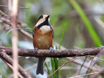 2023年9月22日(金) 東高根森林公園の野鳥観察記録