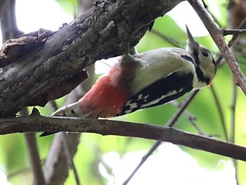 アカゲラ 青葉公園(千歳市) 2023年9月21日(木)