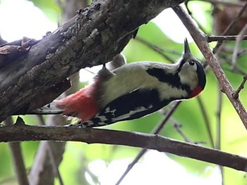 アカゲラ 青葉公園(千歳市) 2023年9月21日(木)