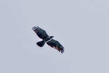 Crested Honey Buzzard Shirakaba-touge Tue, 9/19/2023