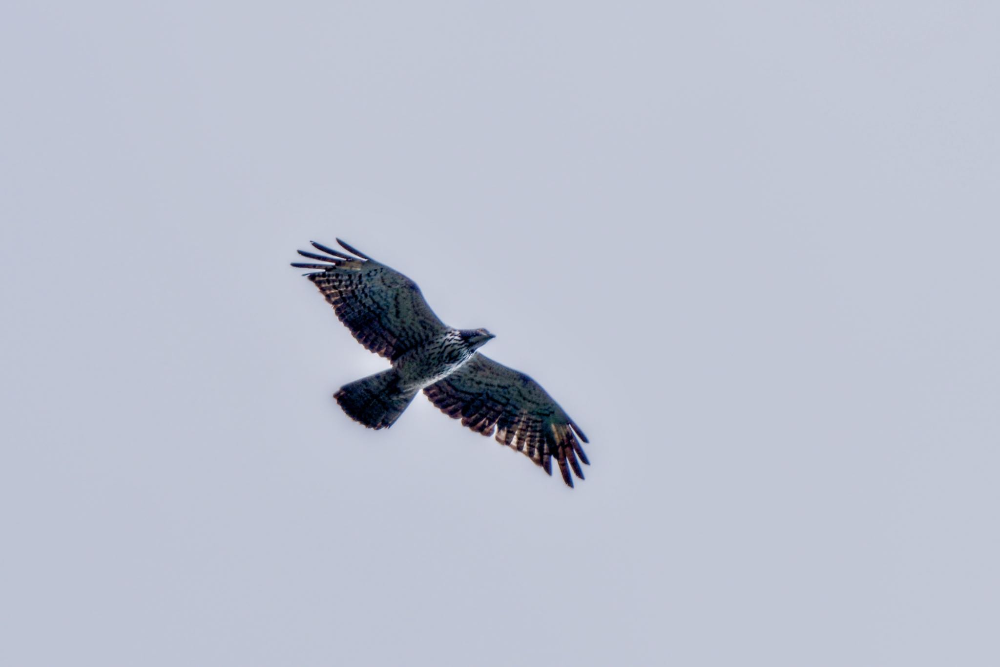 Photo of Crested Honey Buzzard at Shirakaba-touge by アポちん