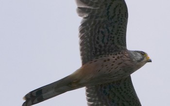 Fri, 9/22/2023 Birding report at 恩智川治水緑地