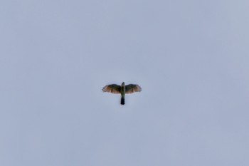 Japanese Sparrowhawk Shirakaba-touge Tue, 9/19/2023