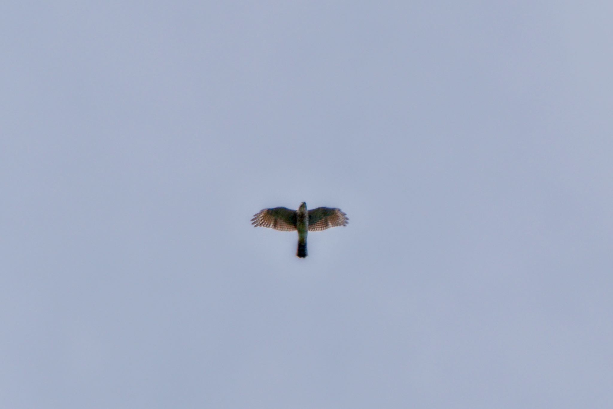 Japanese Sparrowhawk