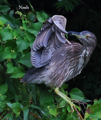 Black-crowned Night Heron Unknown Spots Unknown Date