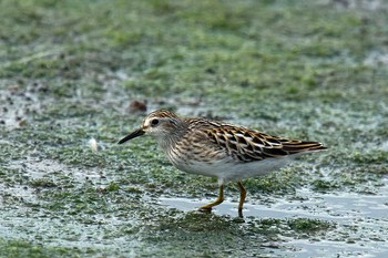 Long-toed Stint