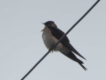 Red-rumped Swallow 滋賀県米原市 Thu, 9/21/2023