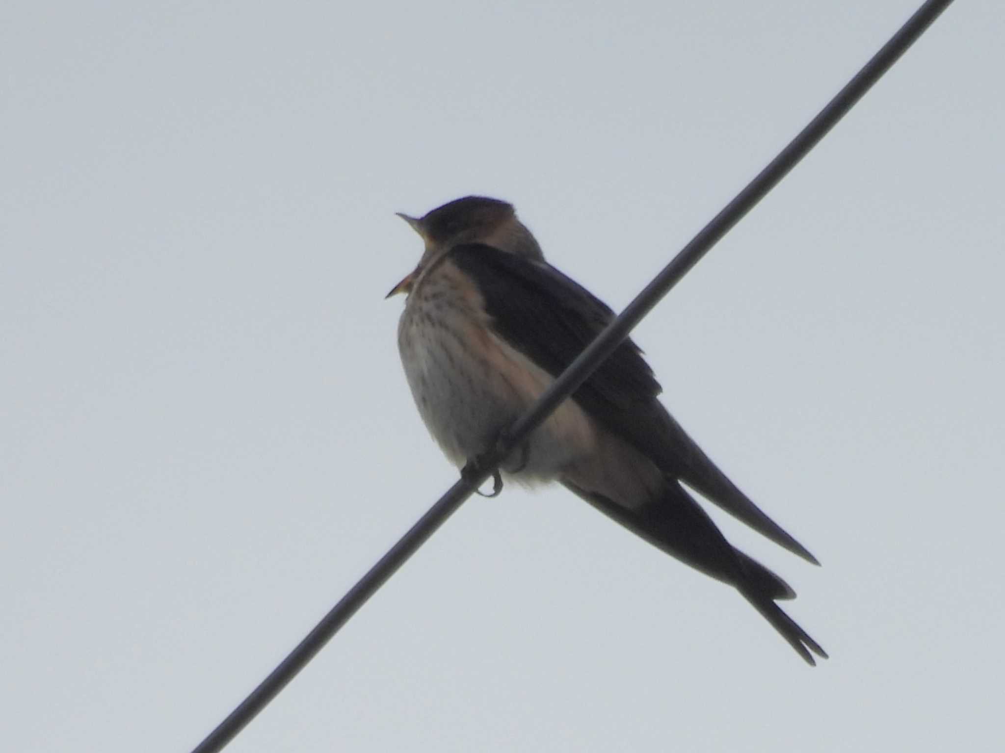 Photo of Red-rumped Swallow at 滋賀県米原市 by ゆりかもめ