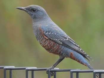 Thu, 9/21/2023 Birding report at 滋賀県米原市