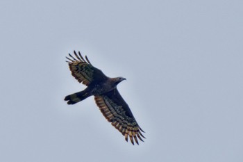 Crested Honey Buzzard Shirakaba-touge Tue, 9/19/2023