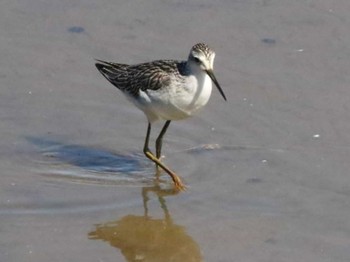 Marsh Sandpiper いしかり調整池(石狩調整池) Fri, 9/22/2023