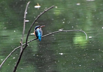 カワセミ 世田谷区 2023年9月21日(木)