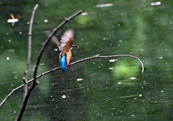 Common Kingfisher 世田谷区 Thu, 9/21/2023