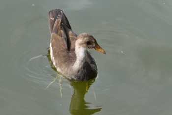 Common Moorhen Ukima Park Sat, 9/16/2023