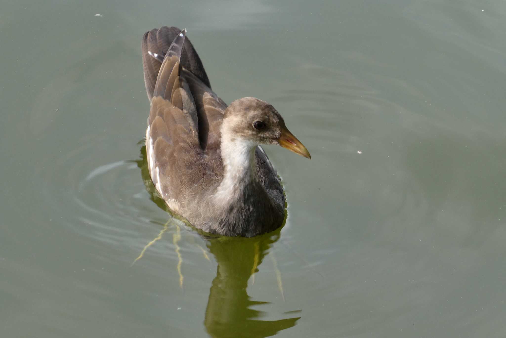 Photo of Common Moorhen at Ukima Park by Kirin-Kita