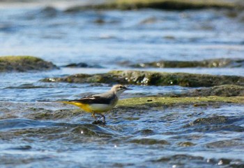 Grey Wagtail 多摩川二ヶ領宿河原堰 Sun, 10/23/2022