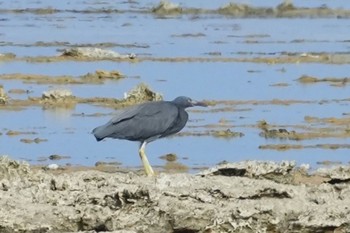 Pacific Reef Heron 大瀬海岸(奄美大島) Mon, 9/18/2023