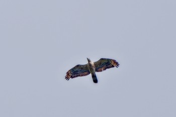 Crested Honey Buzzard Shirakaba-touge Tue, 9/19/2023