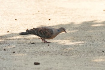 Oriental Turtle Dove(stimpsoni) 宇宿農村公園(奄美大島) Mon, 9/18/2023