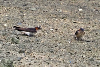 Red-rumped Swallow 愛媛県 Fri, 9/22/2023