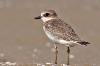 Siberian Sand Plover 千里浜(石川県羽咋市) Sat, 9/16/2023