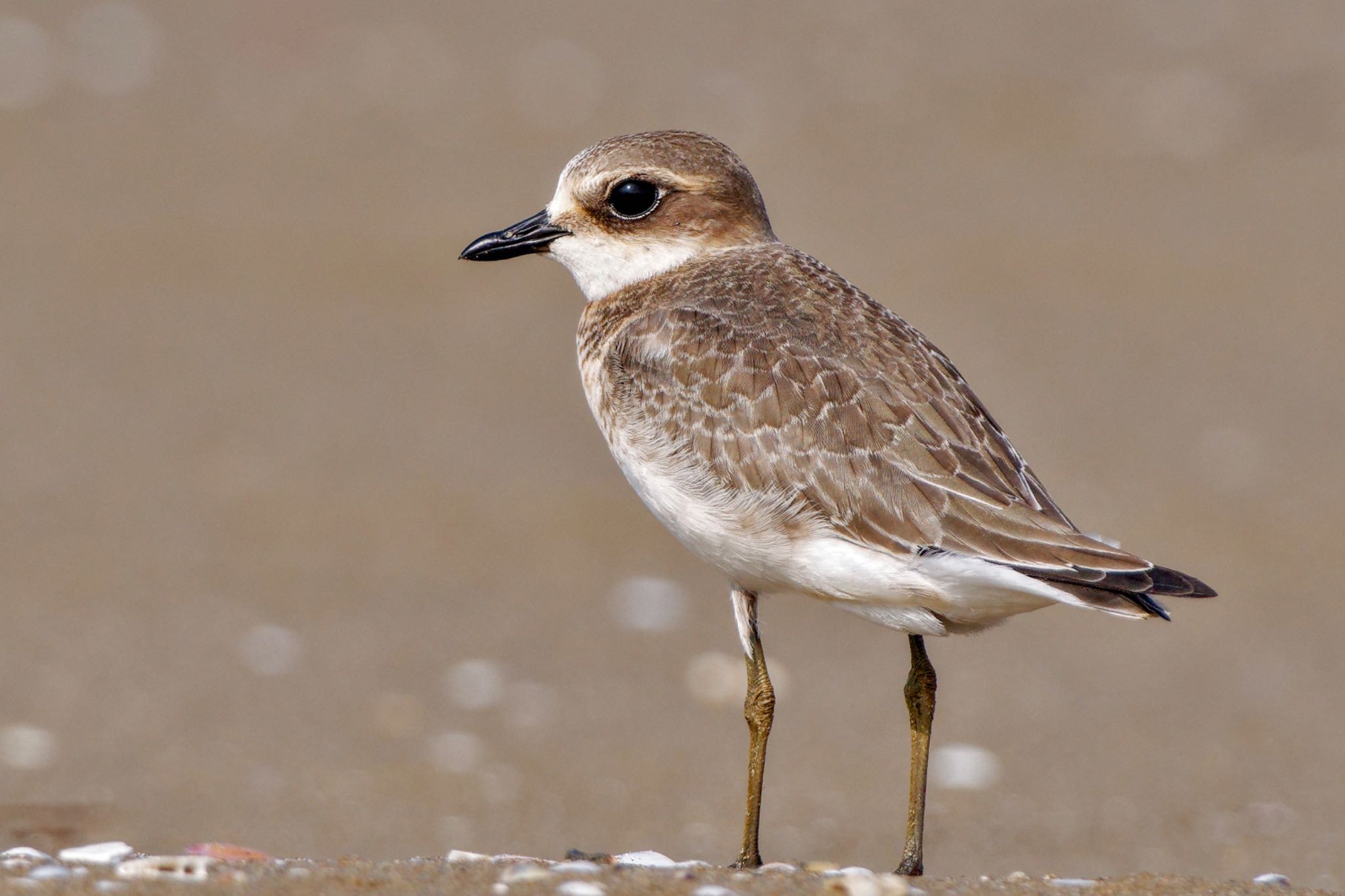 Siberian Sand Plover