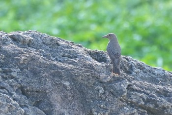 Blue Rock Thrush 大瀬海岸(奄美大島) Mon, 9/18/2023